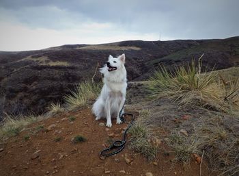 Dog on mountain against sky