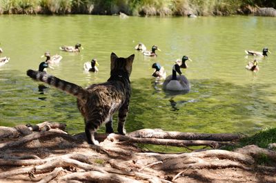 Ducks in lake