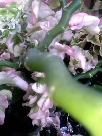Close-up of pink flowering plant