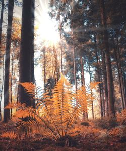 Sunlight streaming through trees in forest