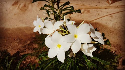 Close-up of white flowers blooming outdoors