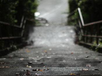 Sunlight falling on wet footpath in forest