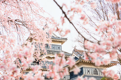 Pink cherry blossom tree by building