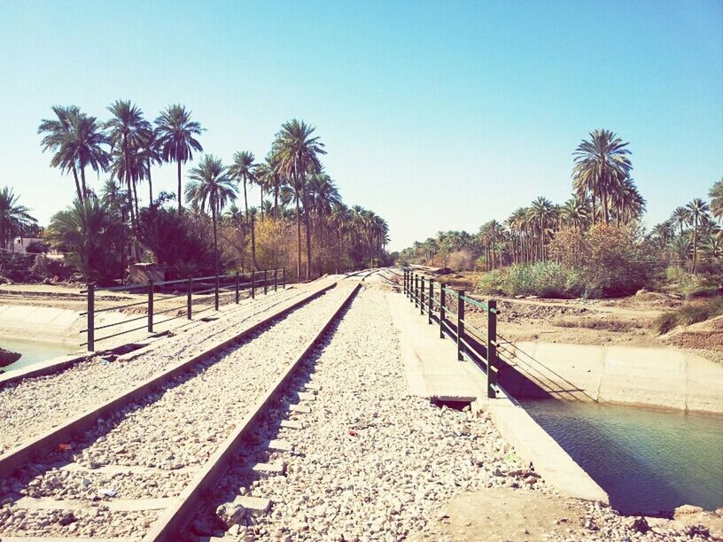 tree, clear sky, the way forward, diminishing perspective, vanishing point, palm tree, blue, tranquility, sky, transportation, copy space, long, sunlight, nature, tranquil scene, growth, road, day, outdoors, no people