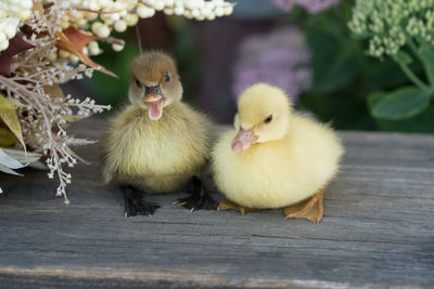 Close-up of ducklings amidst flowers in yard