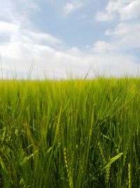 Crops growing on field against sky