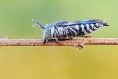 Close-up of butterfly