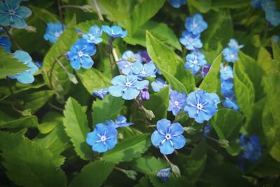 Close-up of purple flowers blooming outdoors