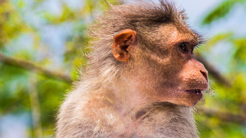 Close-up of monkey
