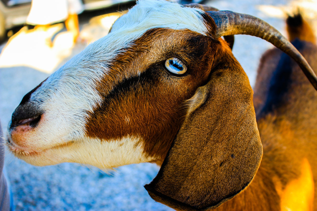 animal themes, close-up, animal head, domestic animals, one animal, mammal, no people, focus on foreground, day, outdoors, portrait