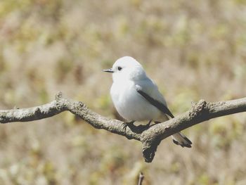 Close-up of bird perching on tree