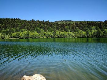 Scenic view of lake in forest against clear blue sky