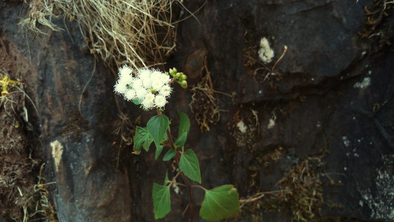 growth, flower, fragility, nature, freshness, plant, beauty in nature, leaf, close-up, high angle view, white color, petal, growing, day, botany, outdoors, tree trunk, forest, no people, blooming