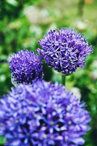 Close-up of purple lavender flowers