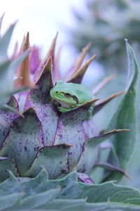 Close-up of frog on plant