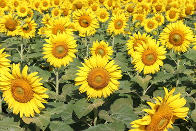 Full frame shot of sunflowers blooming outdoors