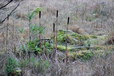 Close-up of plants on field