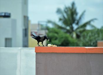 Crow eating food on retaining wall in city