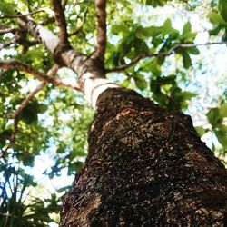 Low angle view of tree trunk