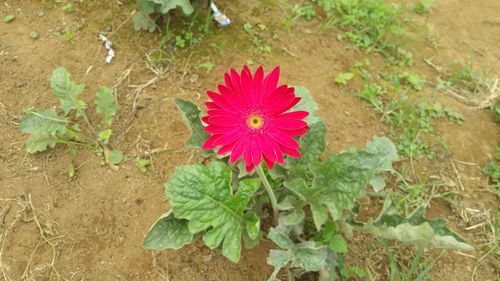 Close-up of pink flowers