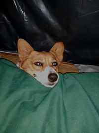 Portrait of dog relaxing on bed