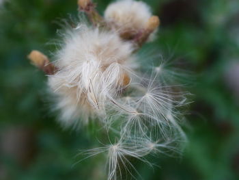 Close-up of dandelion flower