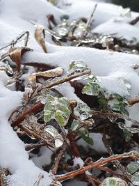 Close-up of frozen leaves on snow covered land