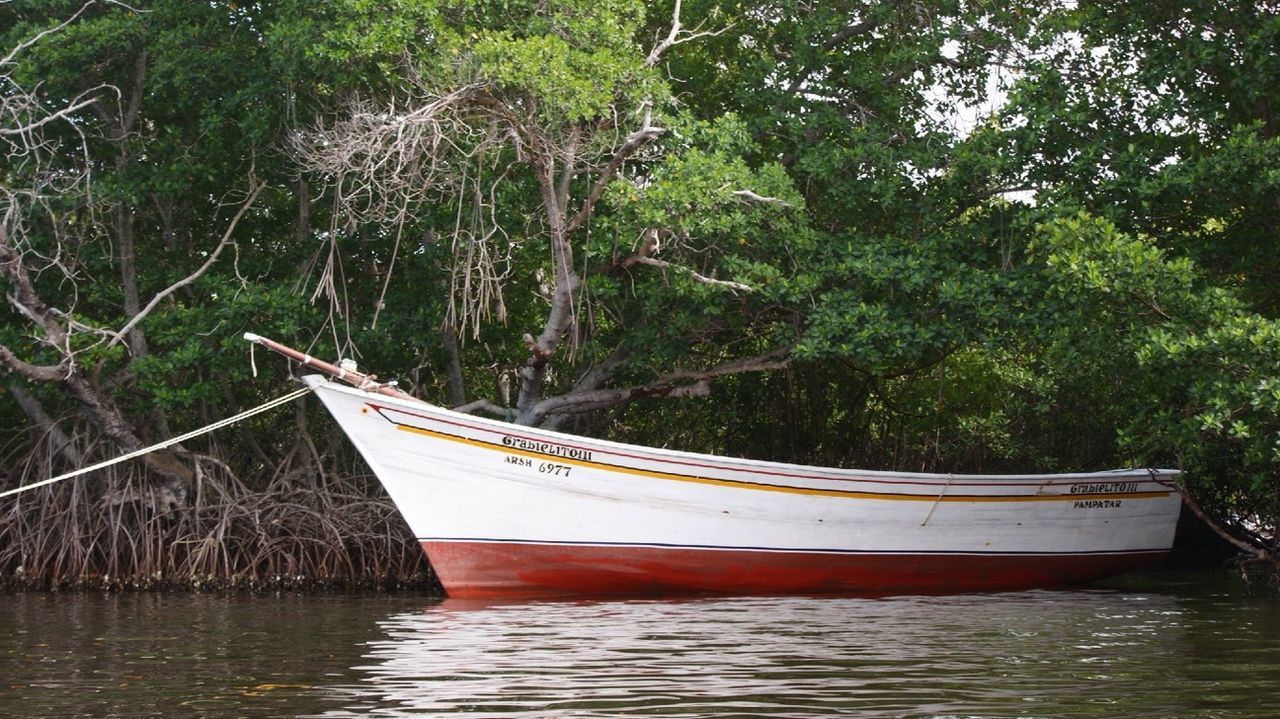 water, tree, transportation, nautical vessel, waterfront, boat, river, forest, nature, lake, tranquility, beauty in nature, tranquil scene, day, rippled, mode of transport, outdoors, no people, growth, scenics