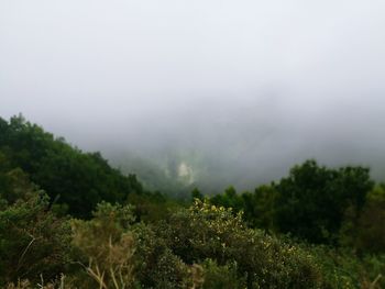 View of plants in foggy weather