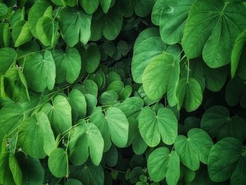 Full frame shot of green leaves