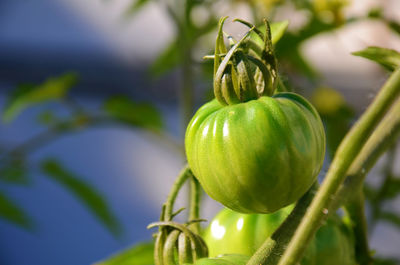 Close-up of plant