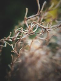 Close-up of plant