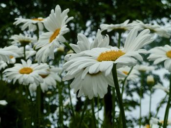 Close-up of white daisy flowers