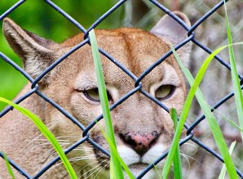 Close-up of cat seen through chainlink fence