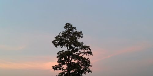 Low angle view of tree against sky during sunset