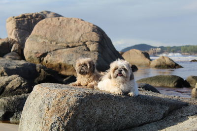 View of a sheep on rock