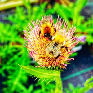 Close-up of bee pollinating on flower