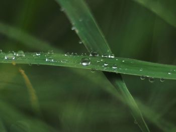 Close-up of water drops on blade of grass