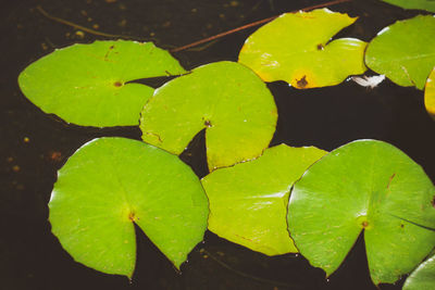 High angle view of wet leaves floating on lake
