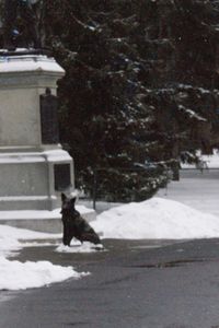 Snow covered trees on snow covered field