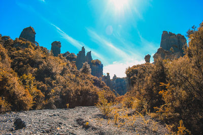 Panoramic shot of trees and plants against sky