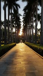 Footpath amidst palm trees against sky