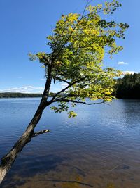 Tree by lake against sky