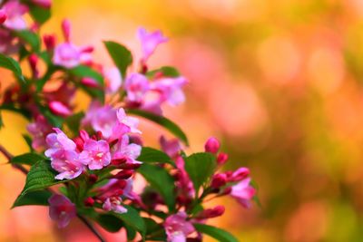 Close-up of pink flower