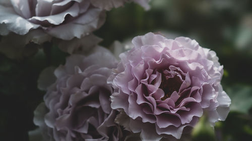 Close-up of pink rose