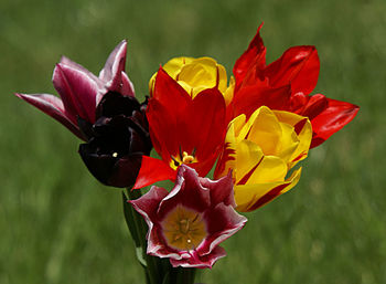 Close-up of red flowering plant in field