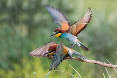 European bee-eater with open wings, merops apiaster, italy