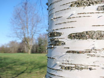 Close-up of tree trunk in park