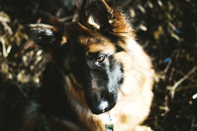 Close-up of dog looking away