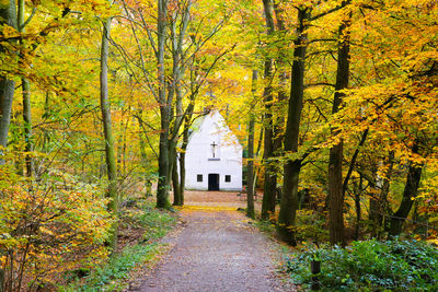 Footpath amidst trees in forest during autumn